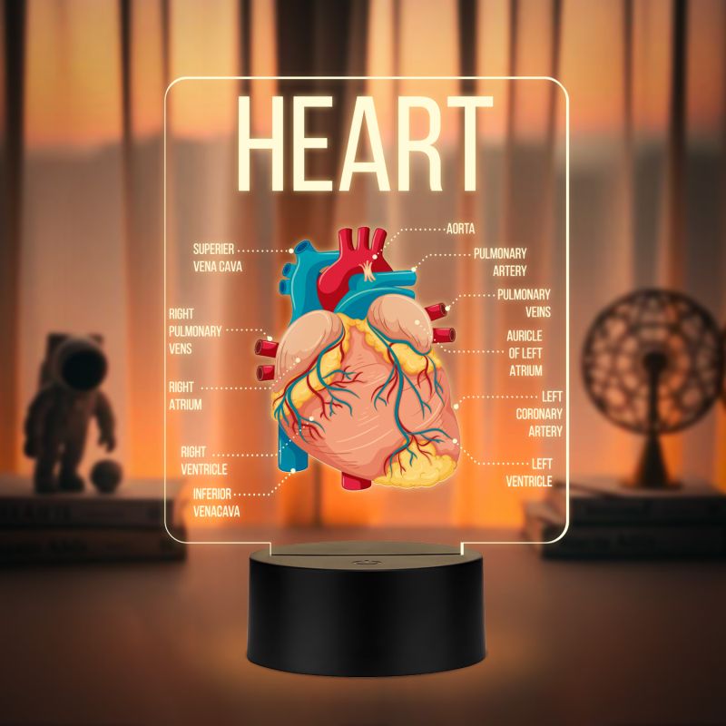 3D Illusion Anatomical Heart Diagram LED Lamp with Warm White Light Gift for Medical & Science Student Home, Clinic, Hospital & Study Desk Table Decor